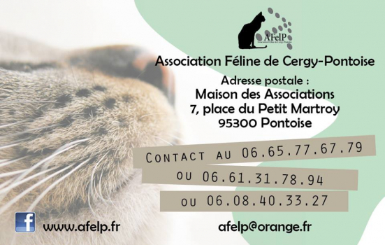 Association Feline De Cergy Pontoise Ville De Courdimanche