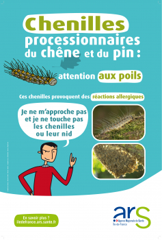 Chenilles processionnaires du chêne et du pin : attention aux poils