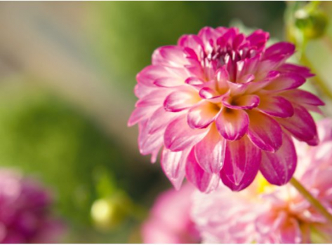 Fleur