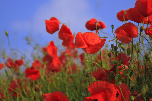 coquelicots