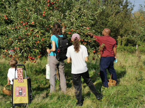 cueillette de pommes